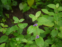 Neuracanthus sphaerostachyus