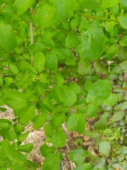 Ligustrum vulgare