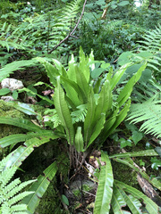 Phytomyza scolopendri