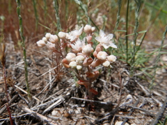 Sedum pedicellatum