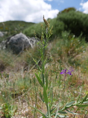 Linaria nivea