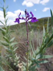 Linaria elegans
