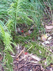 Leratiomyces erythrocephalus