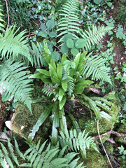 Phytomyza scolopendri