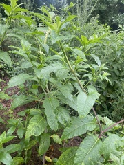Phytolacca americana