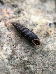 Clausilia