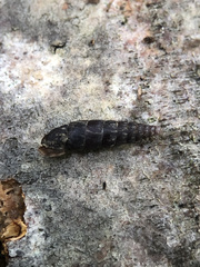 Clausilia