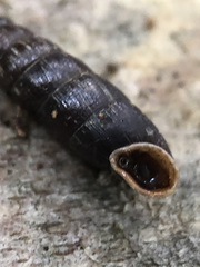 Clausilia
