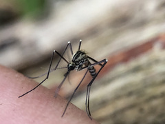Aedes geniculatus