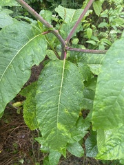 Phytolacca americana