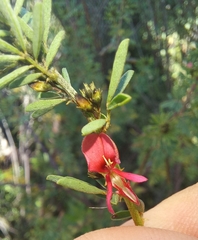 Indigofera stricta