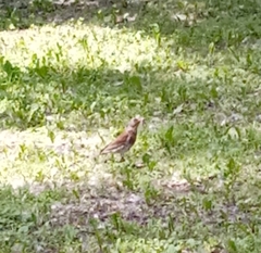 Turdus pilaris