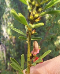 Indigofera stricta
