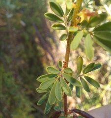 Indigofera stricta