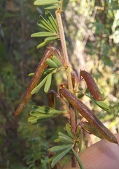 Indigofera stricta