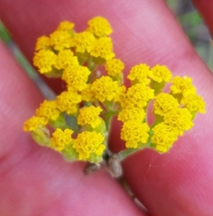 Achillea micrantha