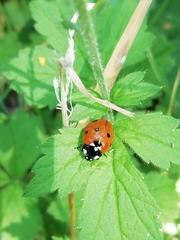 Coccinella septempunctata