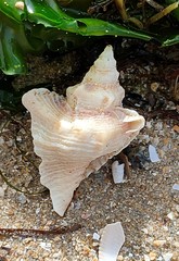 Pterochelus triformis