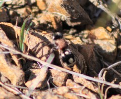 Ronisia