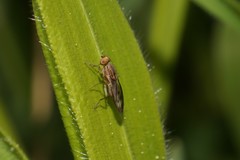 Opomyza germinationis