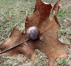 Atrusca quercuscentricola