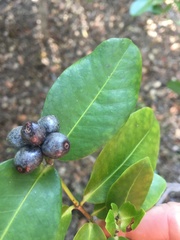 Memecylon pauciflorum