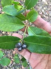 Memecylon pauciflorum