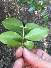 Memecylon pauciflorum