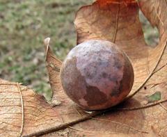 Atrusca quercuscentricola