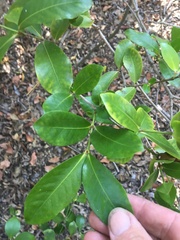 Memecylon pauciflorum