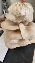 Pleurotus columbinus
