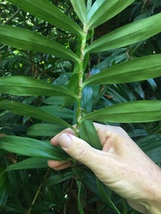 Freycinetia scandens