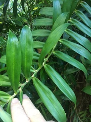 Freycinetia scandens