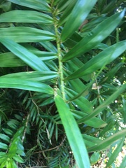 Freycinetia scandens