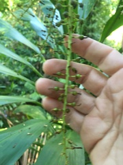 Cordyline manners-suttoniae