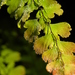 Maidenhair Ferns - Photo (c) Ma. Eugenia Mendiola González, some rights reserved (CC BY-NC), uploaded by Ma. Eugenia Mendiola González