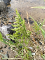 Thelypteris palustris palustris