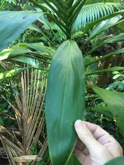 Cordyline manners-suttoniae