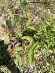 Prunus