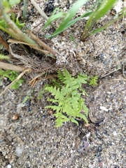 Thelypteris palustris palustris