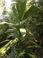 Cordyline manners-suttoniae