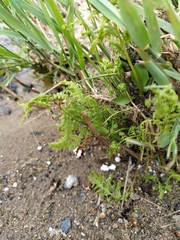 Thelypteris palustris palustris