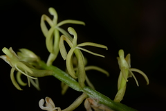 Liparis bistriata