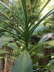 Cordyline manners-suttoniae