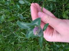 Trifolium pratense