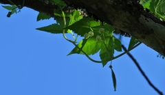 Ceratiosicyos laevis