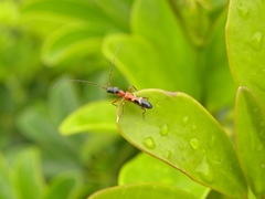 Neocompsa tenuissima