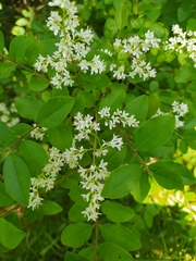 Ligustrum vulgare