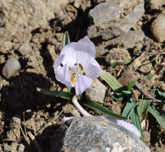 Colchicum triphyllum
