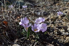 Colchicum triphyllum